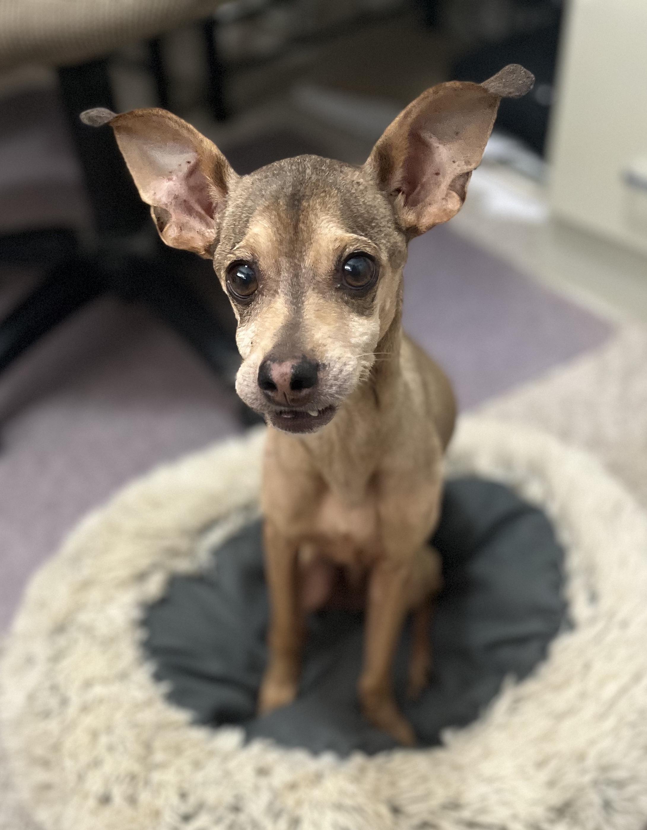 Sparky (Bonded Pair: Chloe), ADOPTABLE, Senior Male Italian Greyhound.