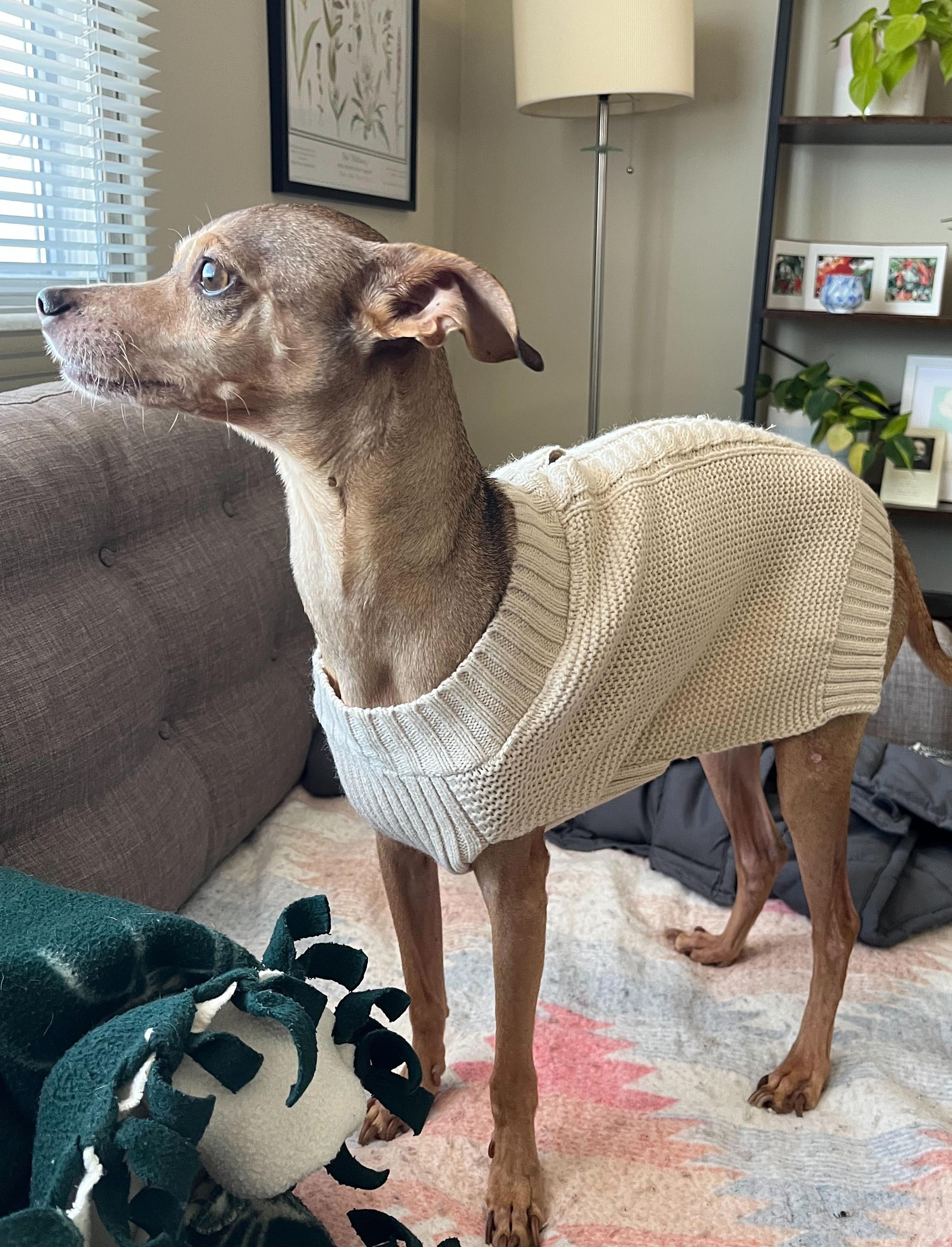 Enlarge Sparky (Bonded Pair: Chloe), a ADOPTABLE mixed breed in Salt Lake City, UT image 2/6