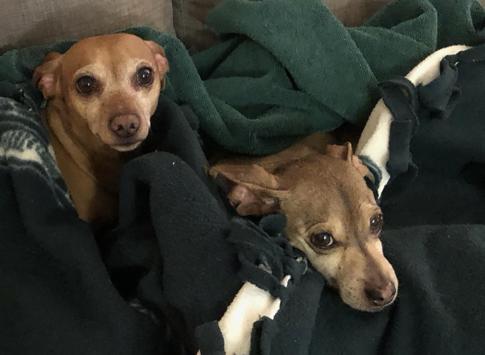 Enlarge Sparky (Bonded Pair: Chloe), a ADOPTABLE mixed breed in Salt Lake City, UT image 6/6