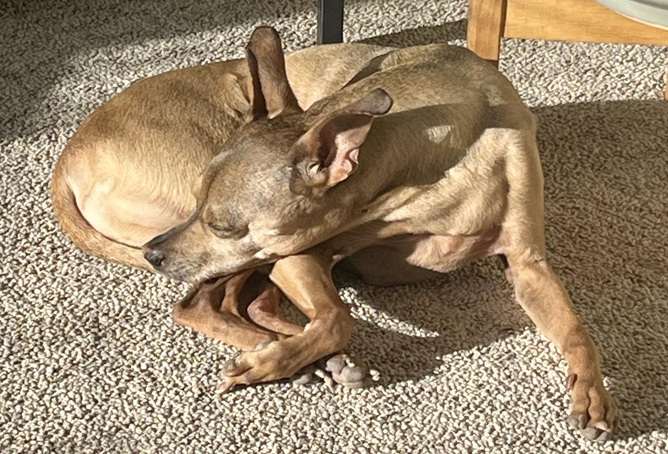 Enlarge Sparky (Bonded Pair: Chloe), a ADOPTABLE mixed breed in Salt Lake City, UT image 5/6