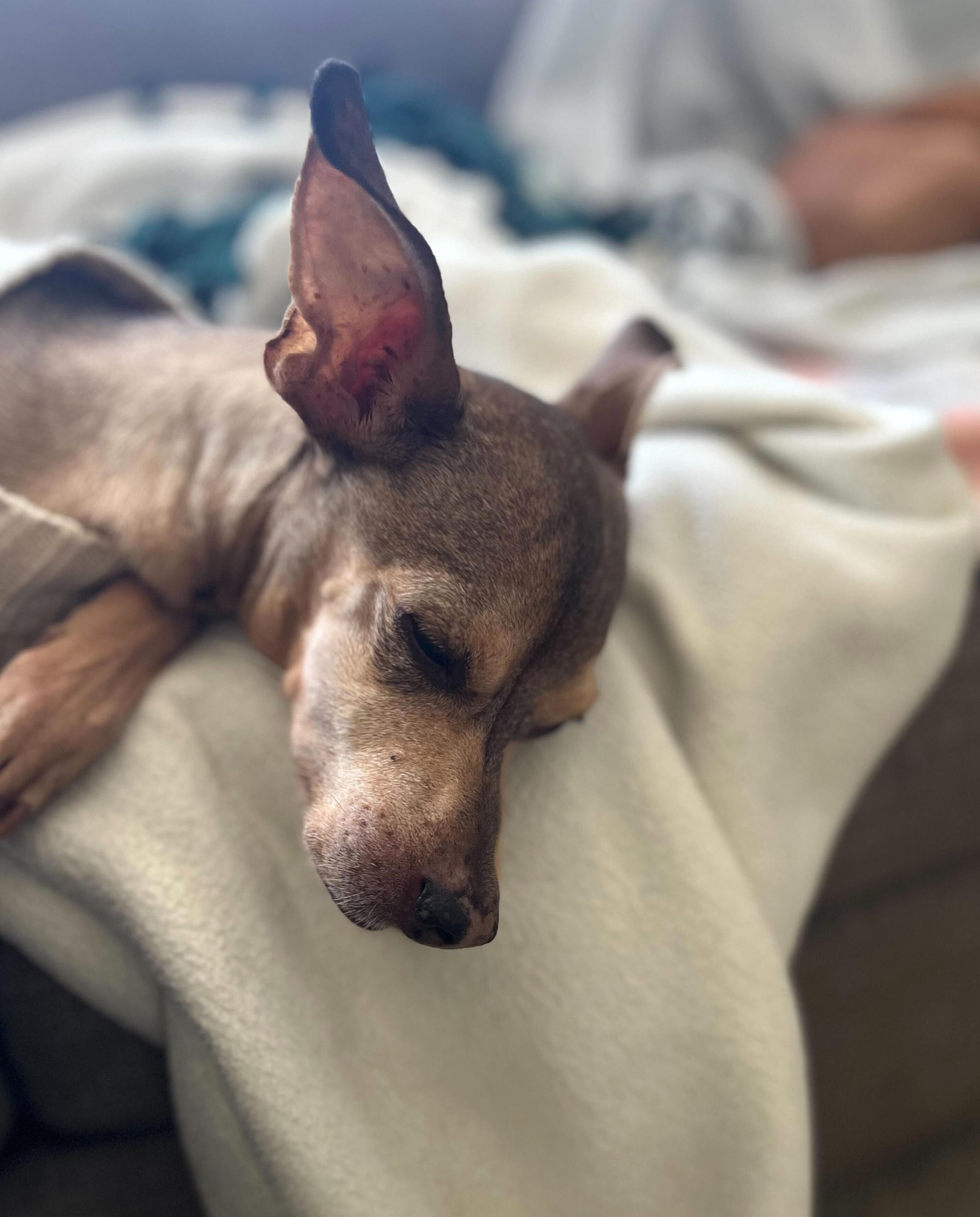 Enlarge Sparky (Bonded Pair: Chloe), a ADOPTABLE mixed breed in Salt Lake City, UT image 3/6