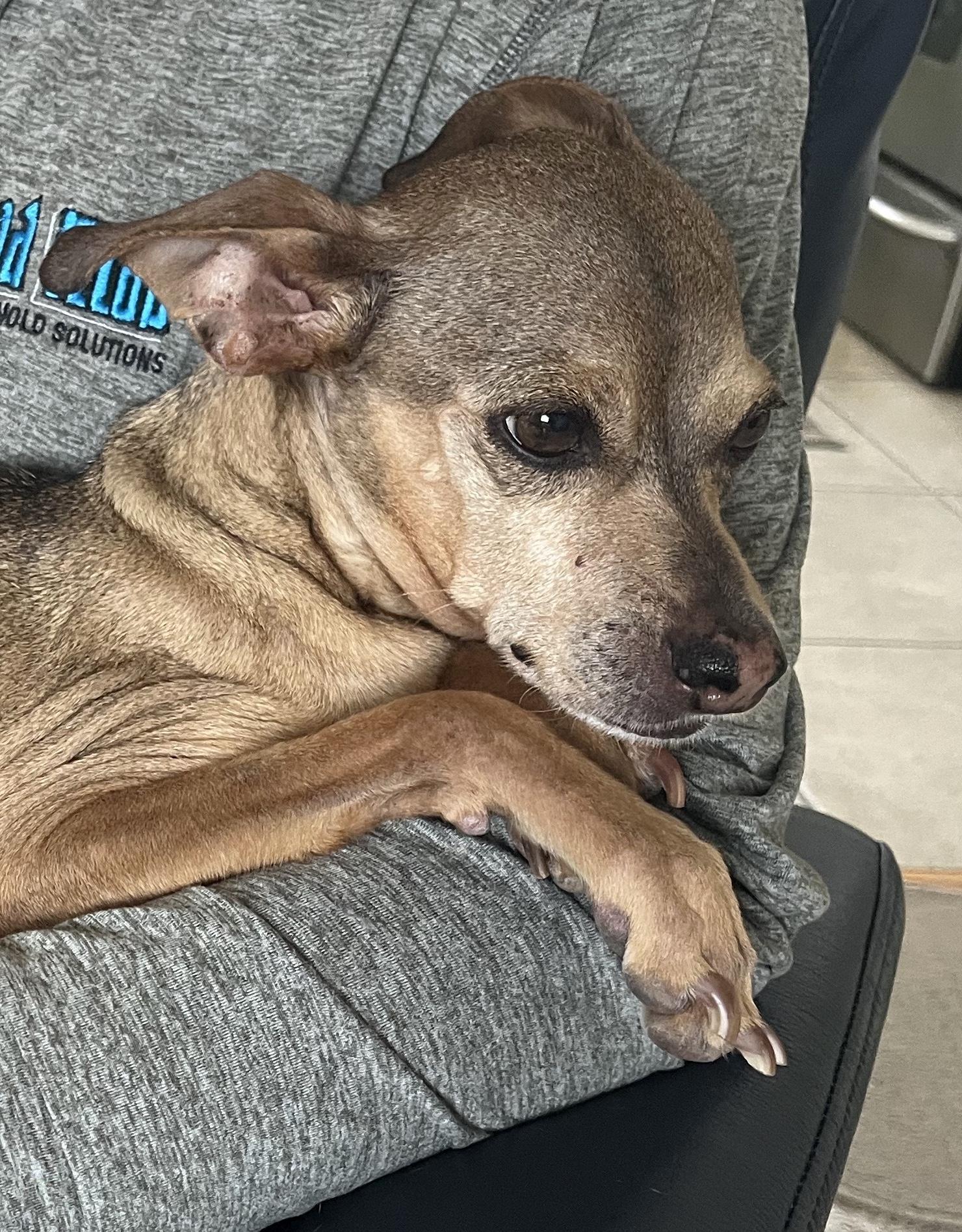 Sparky (Bonded Pair: Chloe), ADOPTABLE, Senior Male Italian Greyhound.