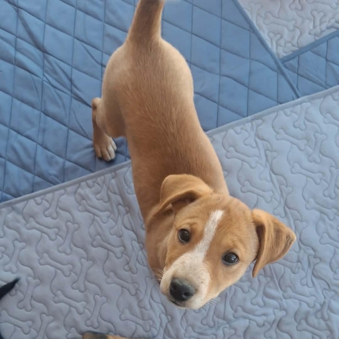 Bingo, adopted, Puppy Female Cattle Dog.