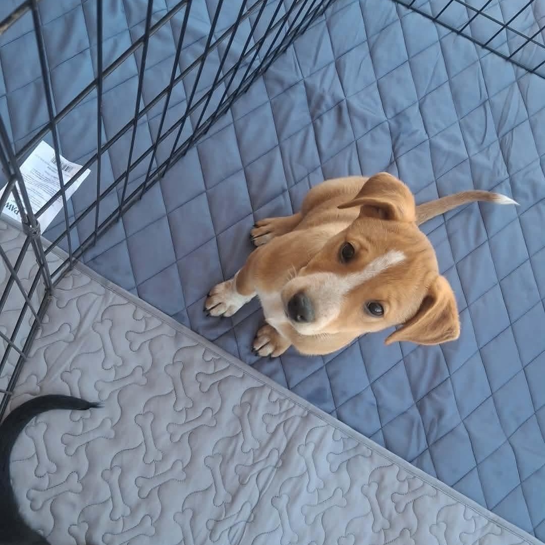 Enlarge Bingo, an adopted mixed breed in Sierra Vista, AZ image 2/3
