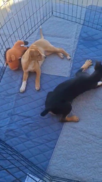 Enlarge Bingo, an adopted mixed breed in Sierra Vista, AZ video 3/3