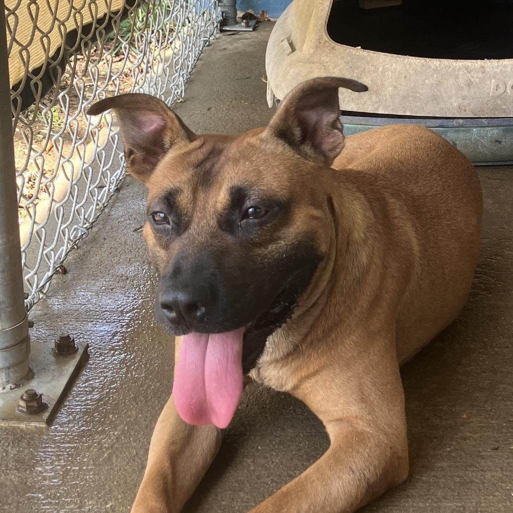 Trooper, a Adoptable Mixed Breed in Pulaski, TN image 2/6