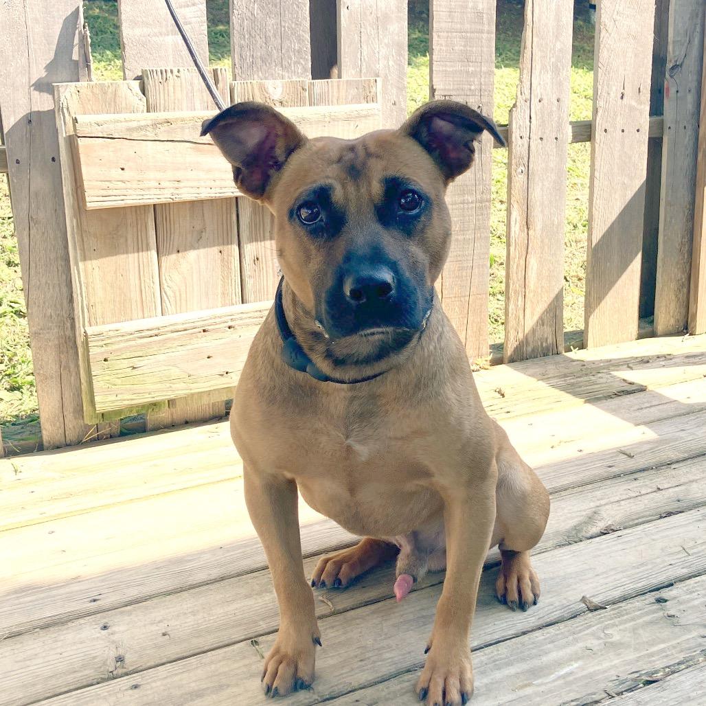 Trooper, a Adoptable Mixed Breed in Pulaski, TN image 3/6