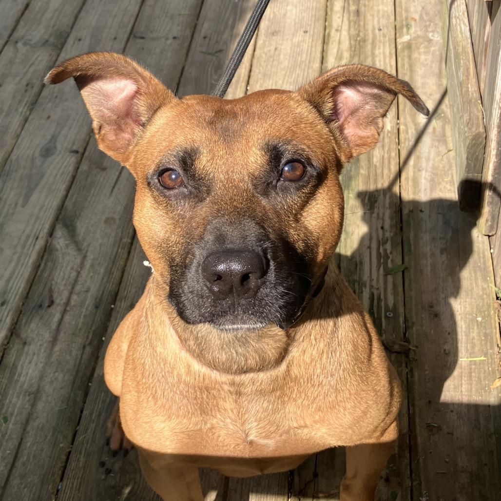 Trooper, a Adoptable Mixed Breed in Pulaski, TN image 2/6