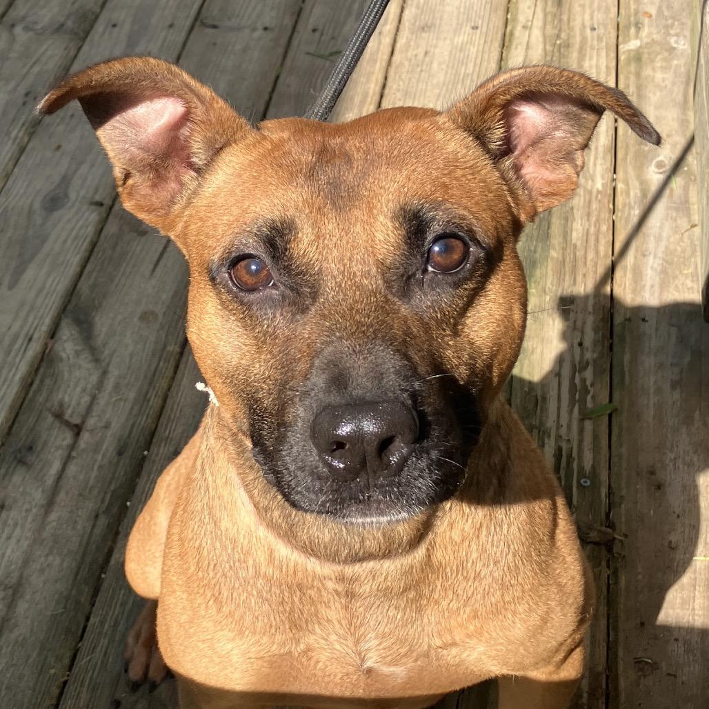 Trooper, a Adoptable Mixed Breed in Pulaski, TN image 3/6