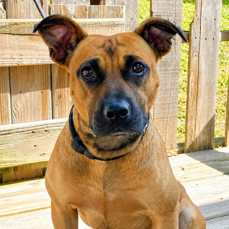 Trooper, a Adoptable Mixed Breed in Pulaski, TN image 4/6