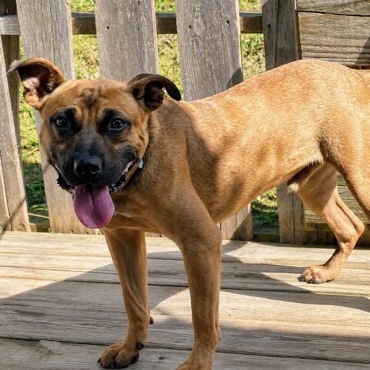 Trooper, a Adoptable Mixed Breed in Pulaski, TN image 5/6