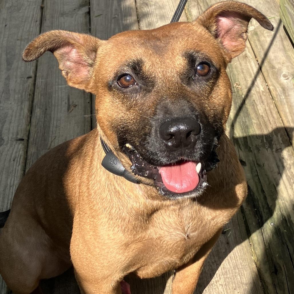 Trooper, a Adoptable Mixed Breed in Pulaski, TN image 6/6