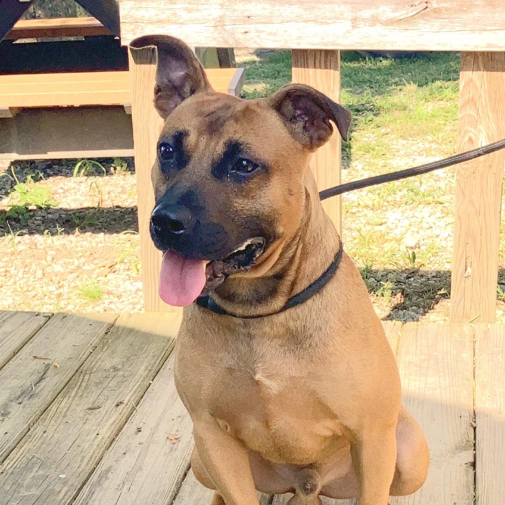 Trooper, a Adoptable Mixed Breed in Pulaski, TN image 6/6