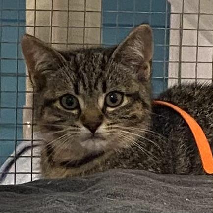 Gabi, Adoptable, Kitten Male Tabby.