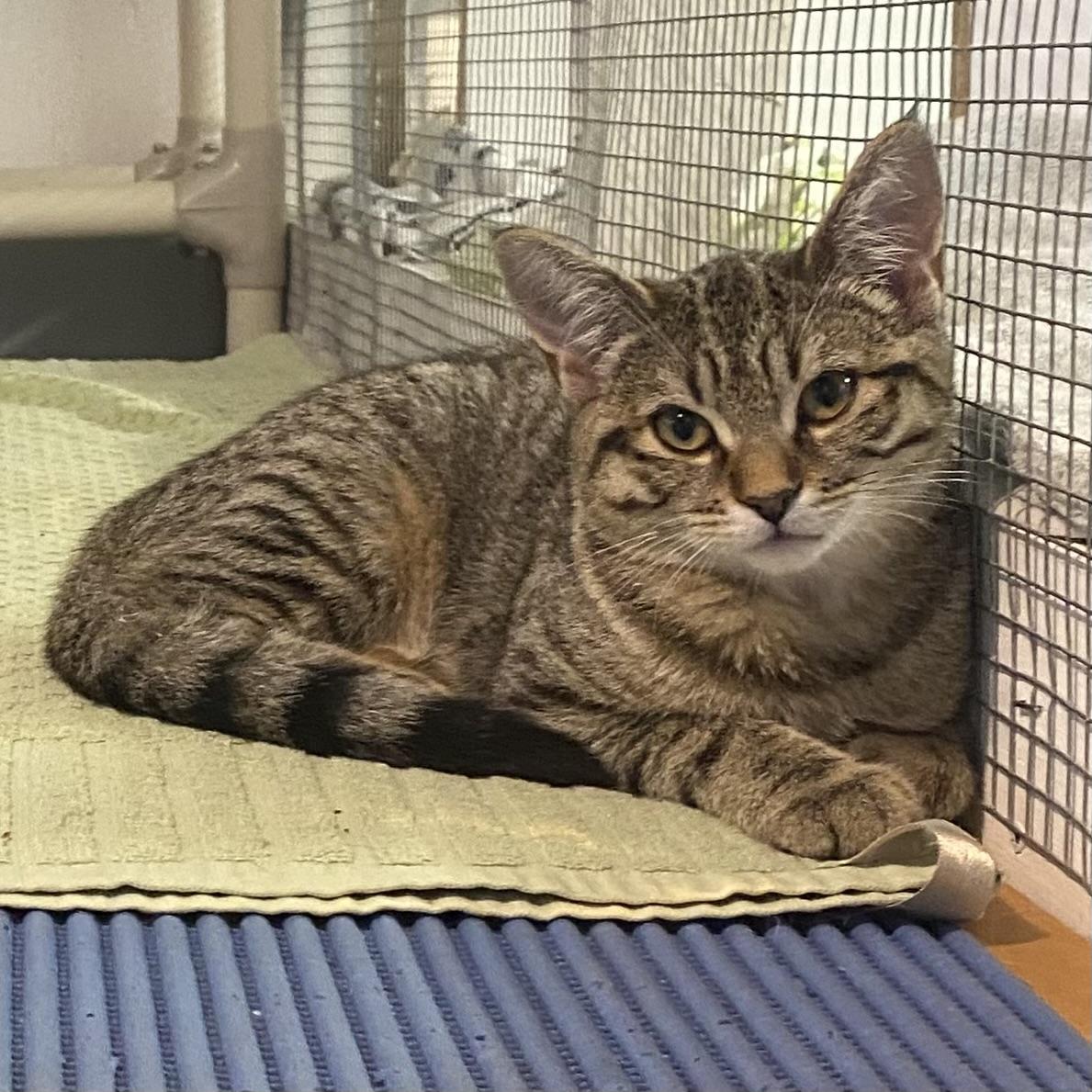 Enlarge Gabi, a Adoptable Tabby in Stanstead, QC image 1/5