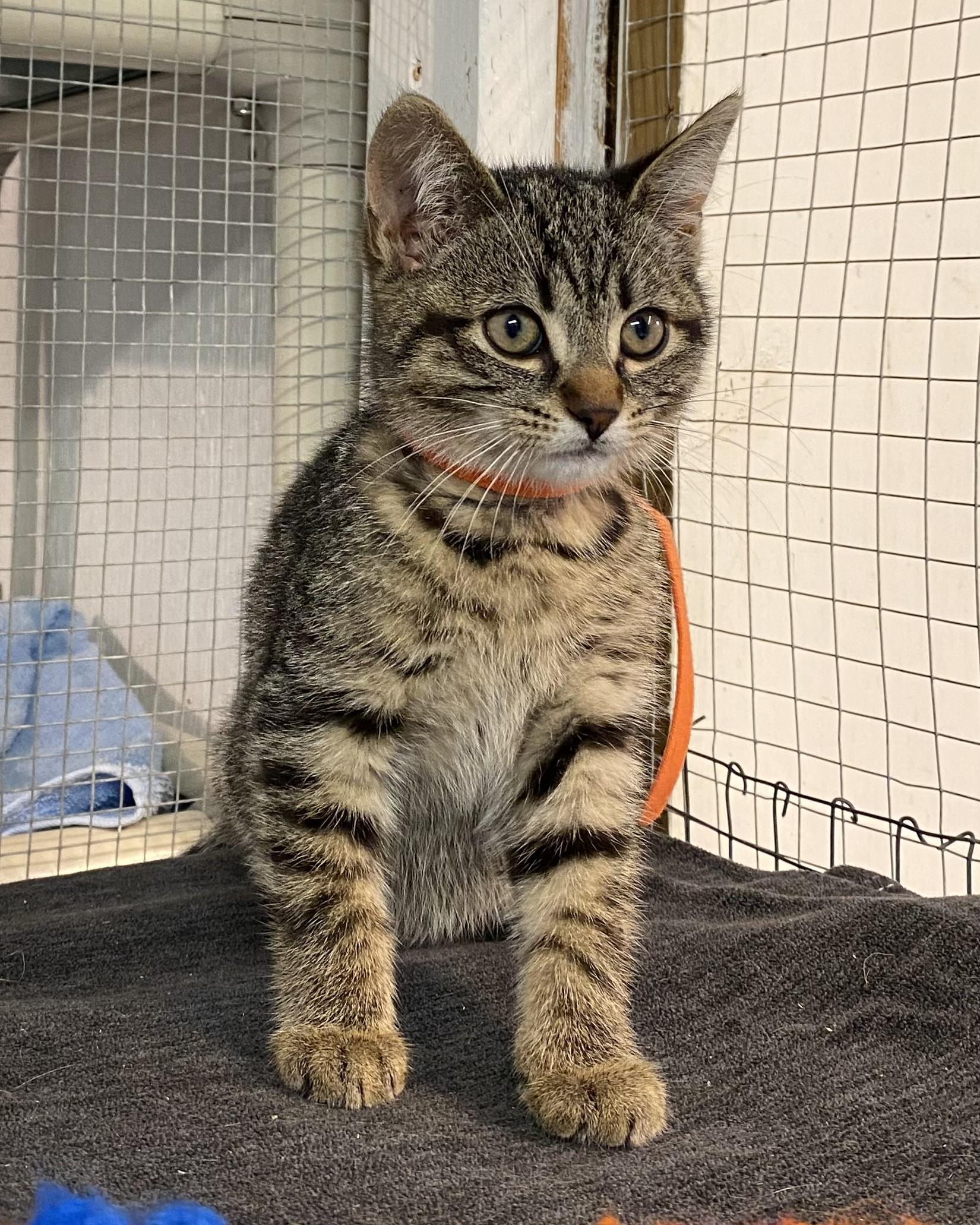 Gabi, a Adoptable Tabby in Stanstead, QC image 3/6