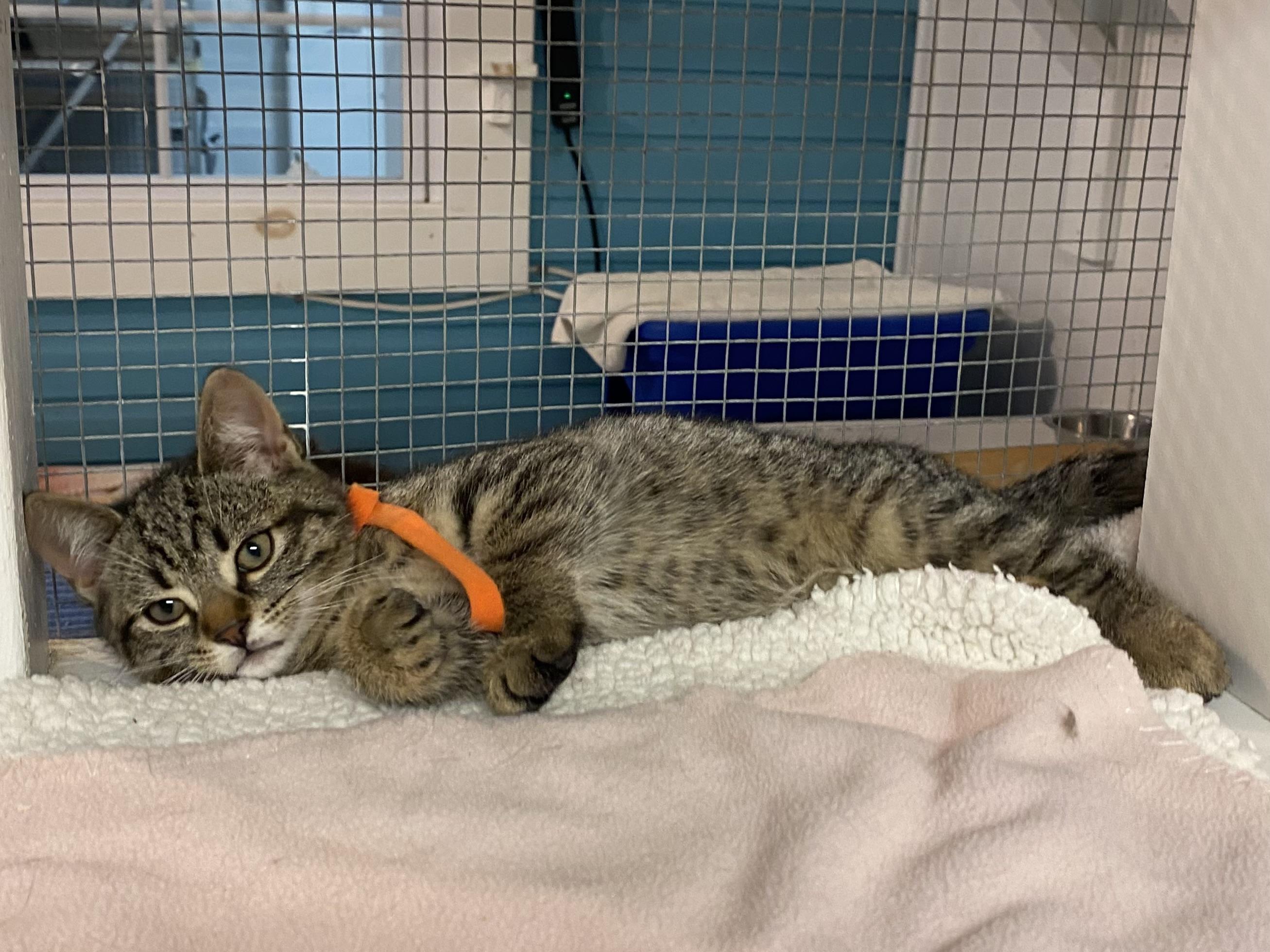 Gabi, a Adoptable Tabby in Stanstead, QC image 5/6