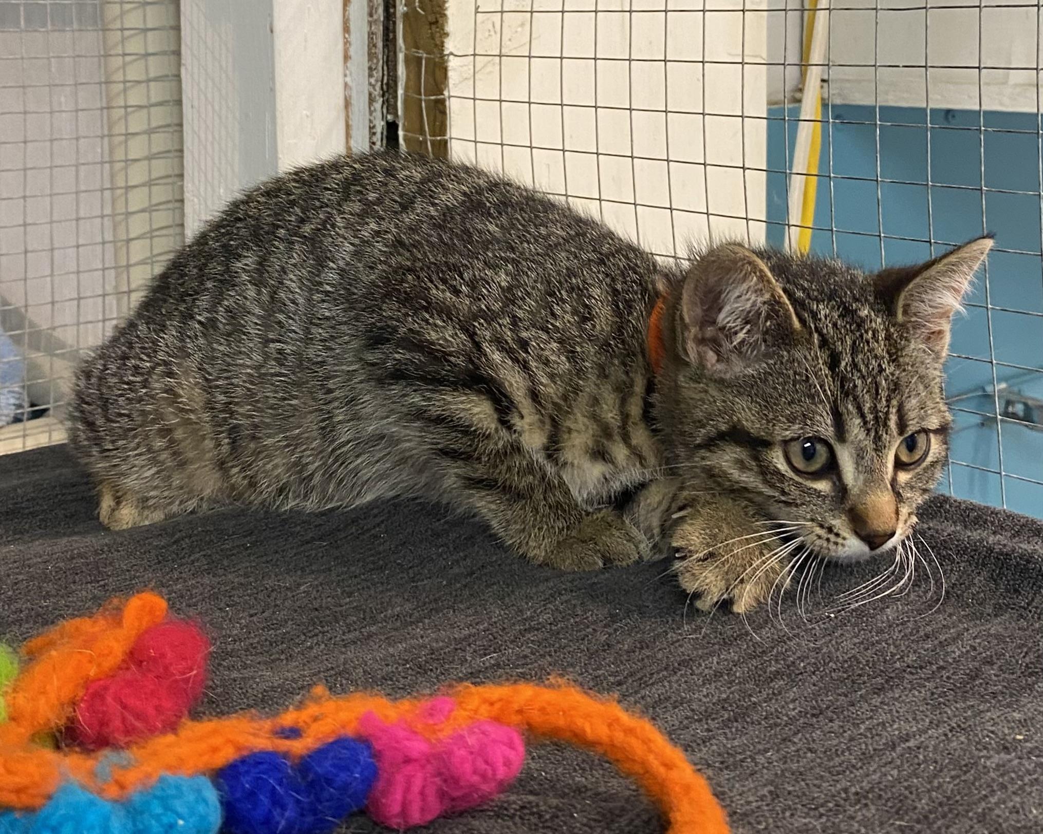 Gabi, a Adoptable Tabby in Stanstead, QC image 2/6