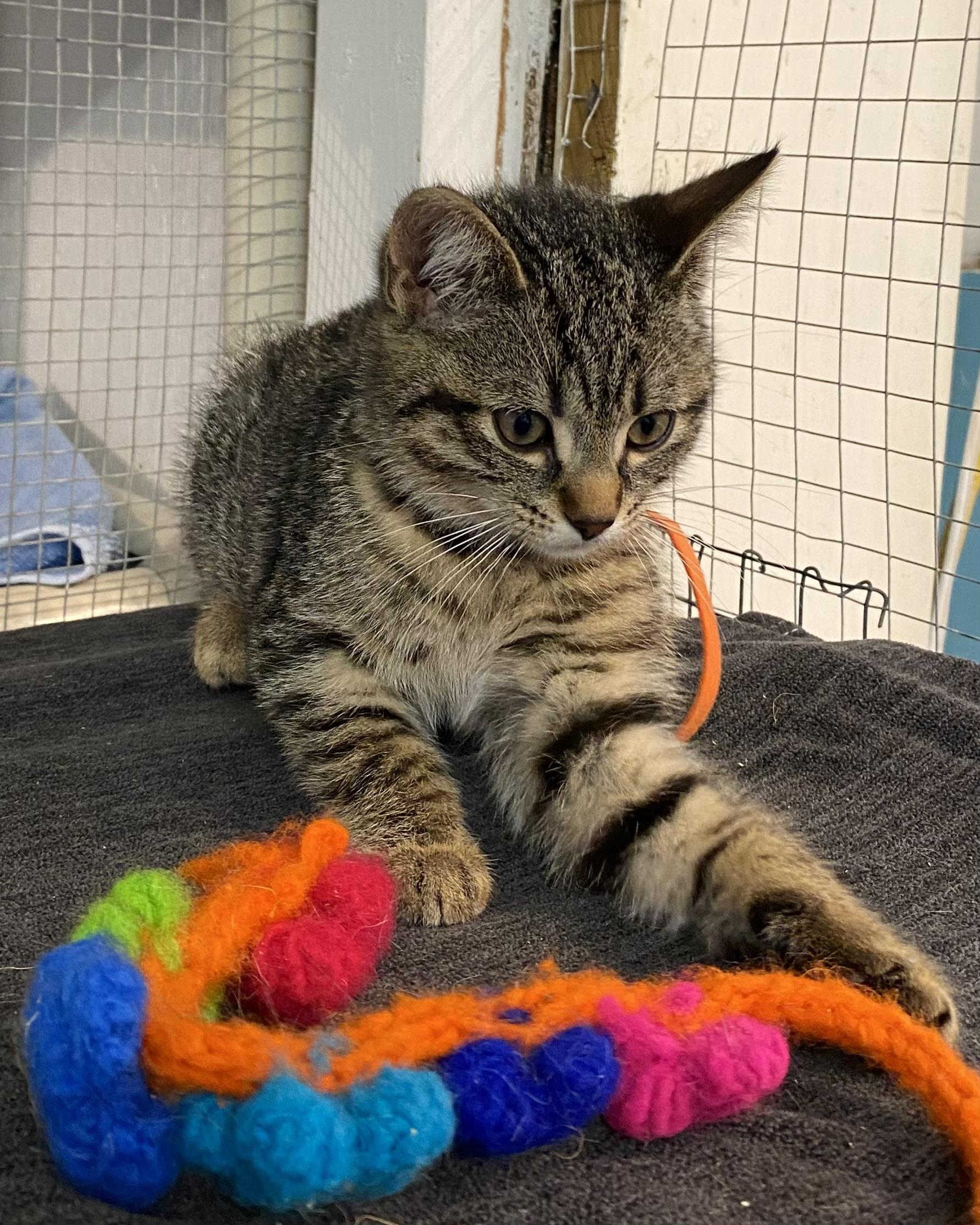 Gabi, a Adoptable Tabby in Stanstead, QC image 4/6