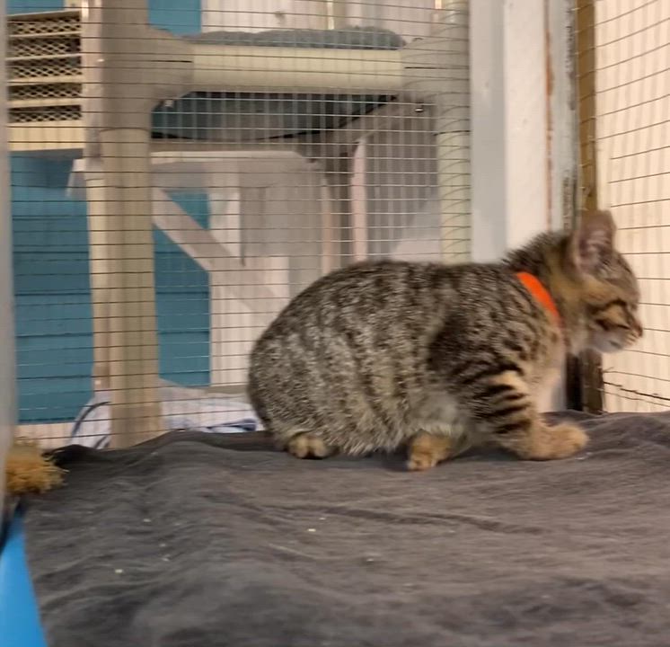 Enlarge Gabi, a Adoptable Tabby in Stanstead, QC video 6/6
