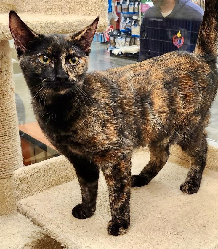 Talisa, a Adoptable mixed breed in Cumming, GA image 1/4