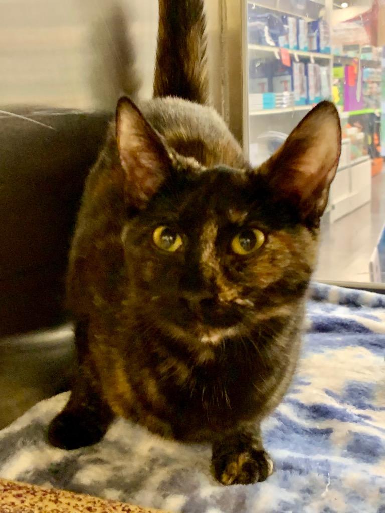 Talisa, a Adoptable mixed breed in Cumming, GA image 2/4