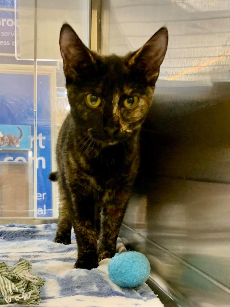 Talisa, a Adoptable mixed breed in Cumming, GA image 3/4