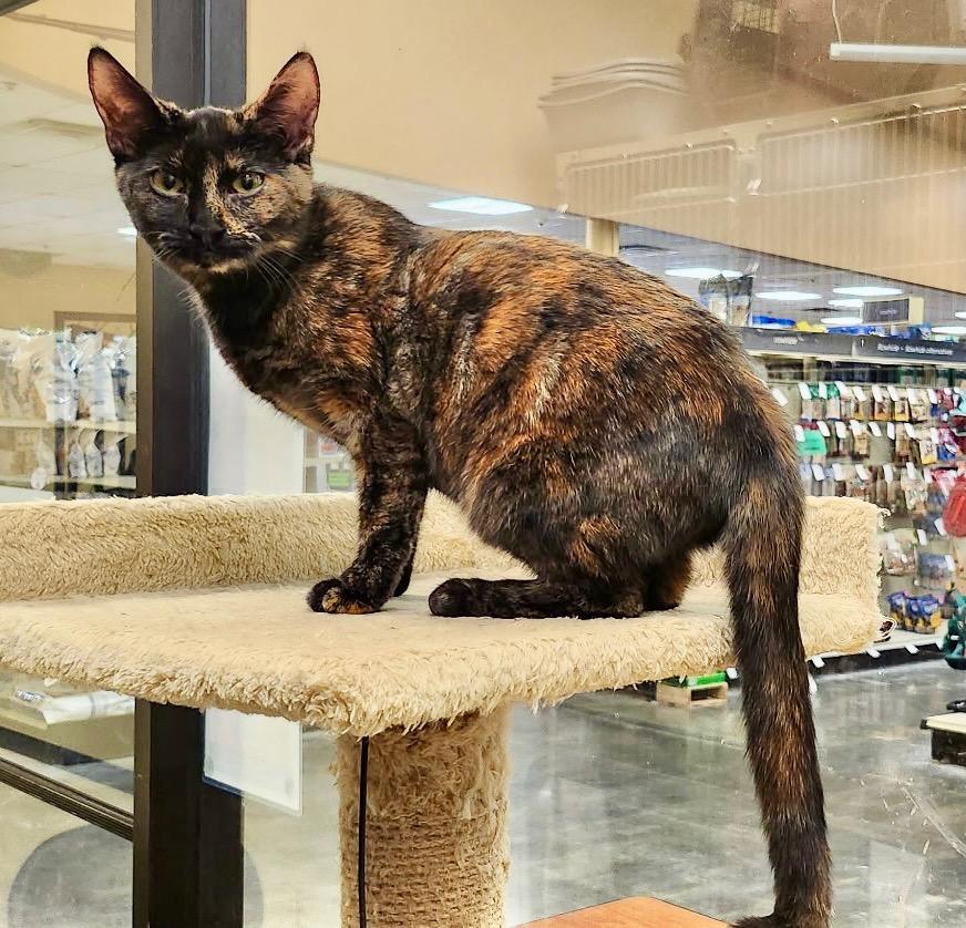 Talisa, a Adoptable mixed breed in Cumming, GA image 4/4