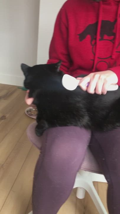 Enlarge Bart, a Adopted Domestic Short Hair in Seattle, WA video 1/5