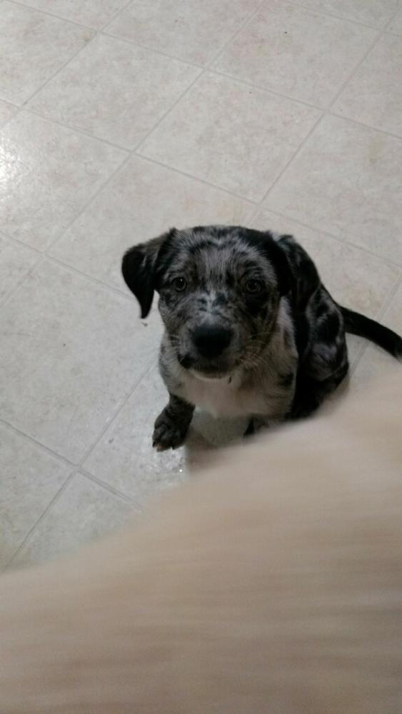 Enlarge Saber, a Adopted Australian Cattle Dog / Blue Heeler in Disney, OK image 1/1