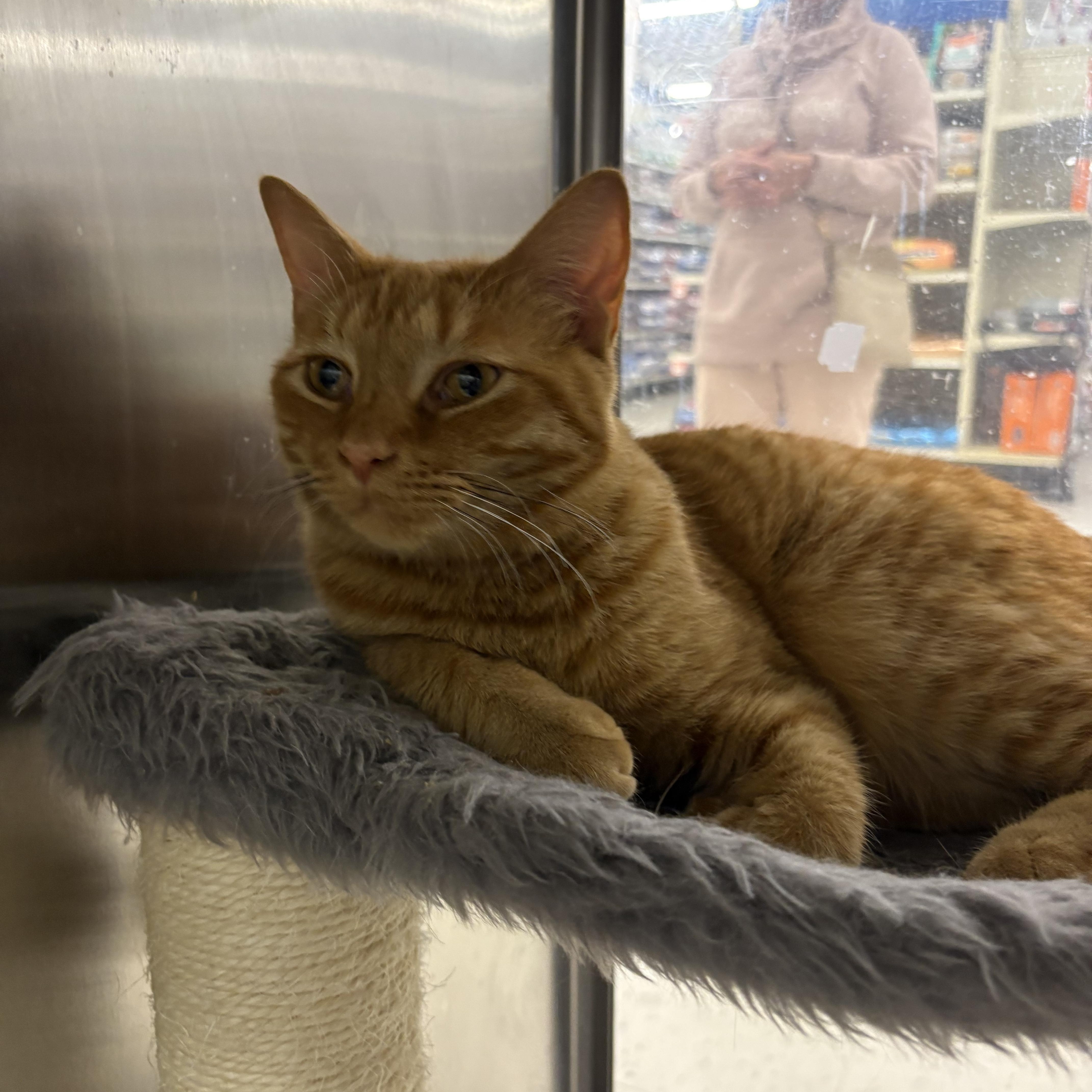 Enlarge Leo, a ADOPTABLE Domestic Short Hair in Wayne , NJ image 2/2