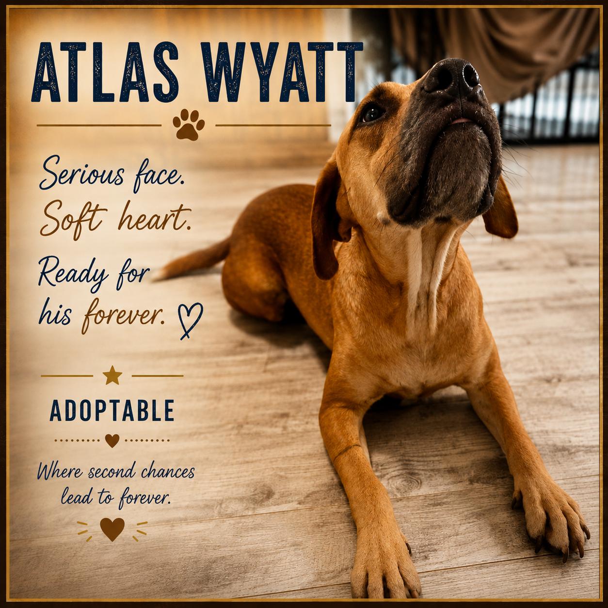 Enlarge Atlas Wyatt, a Adoptable mixed breed in Greenville, SC image 1/5