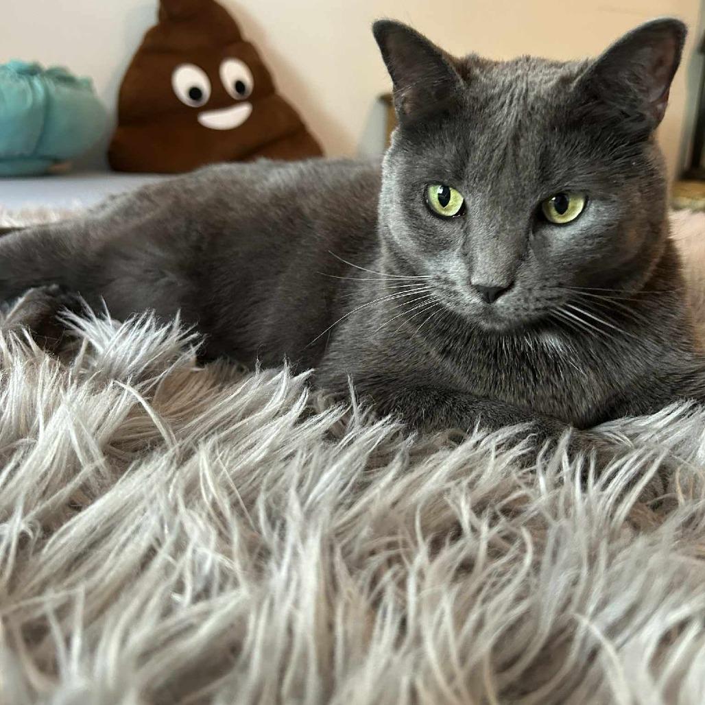 Enlarge Gracie, a Adoptable Domestic Short Hair in Port Neches, TX image 1/1