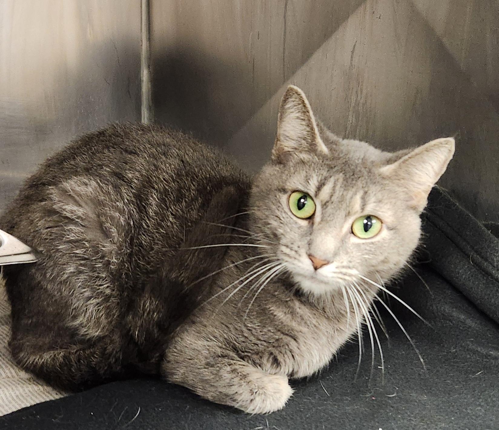 Grenada, Adult Female Domestic Short Hair