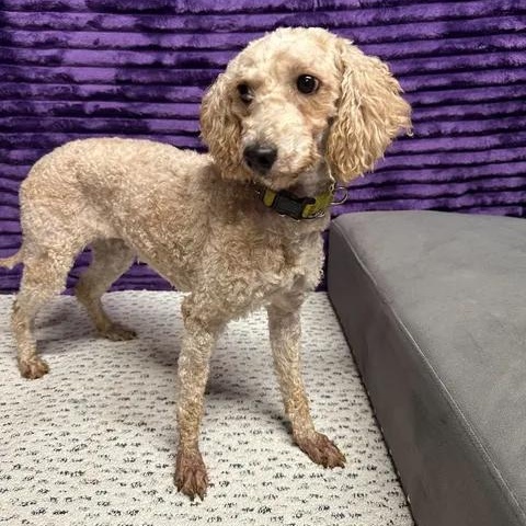 Enlarge Summerlin (3)-Foster Home Needed, a Adoptable Goldendoodle in Hartland, WI image 4/6