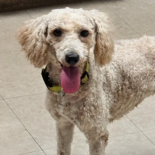 Enlarge Summerlin (3)-Foster Home Needed, a Adoptable Goldendoodle in Hartland, WI image 5/6