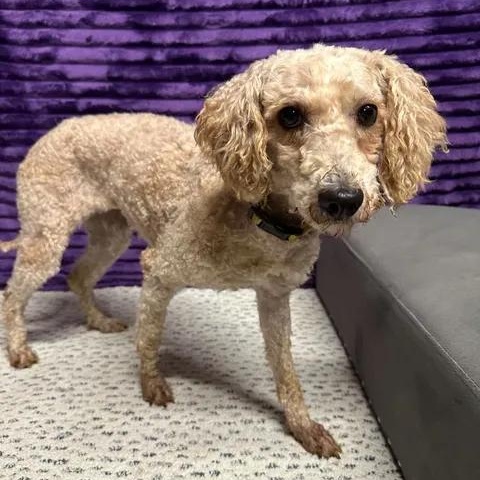 Enlarge Summerlin (3)-Foster Home Needed, a Adoptable Goldendoodle in Hartland, WI image 3/6