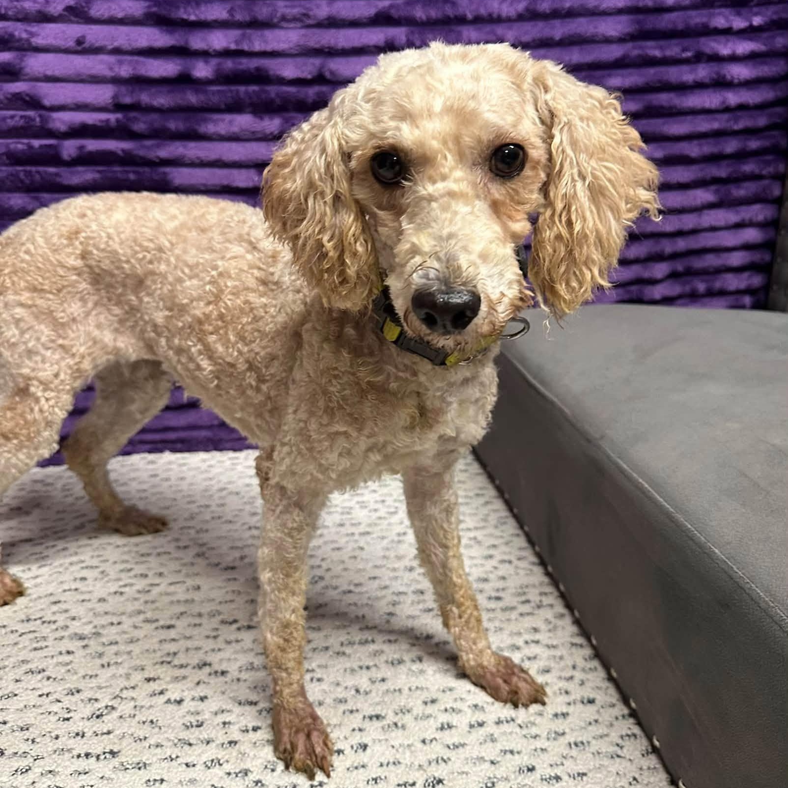 Enlarge Summerlin (3)-Foster Home Needed, a Adoptable Goldendoodle in Hartland, WI image 1/6