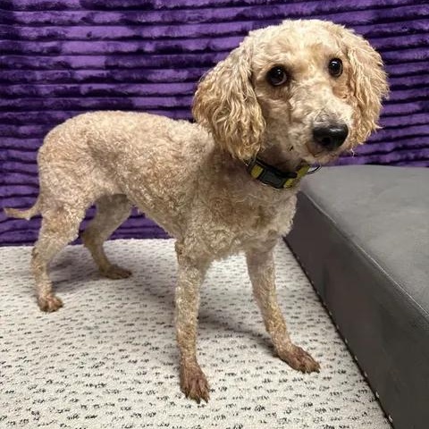 Enlarge Summerlin (3)-Foster Home Needed, a Adoptable Goldendoodle in Hartland, WI image 2/6