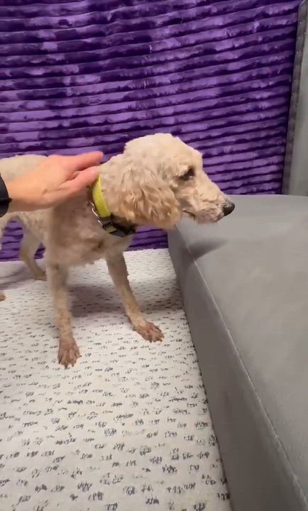 Enlarge Summerlin (3)-Foster Home Needed, a Adoptable Goldendoodle in Hartland, WI video 6/6