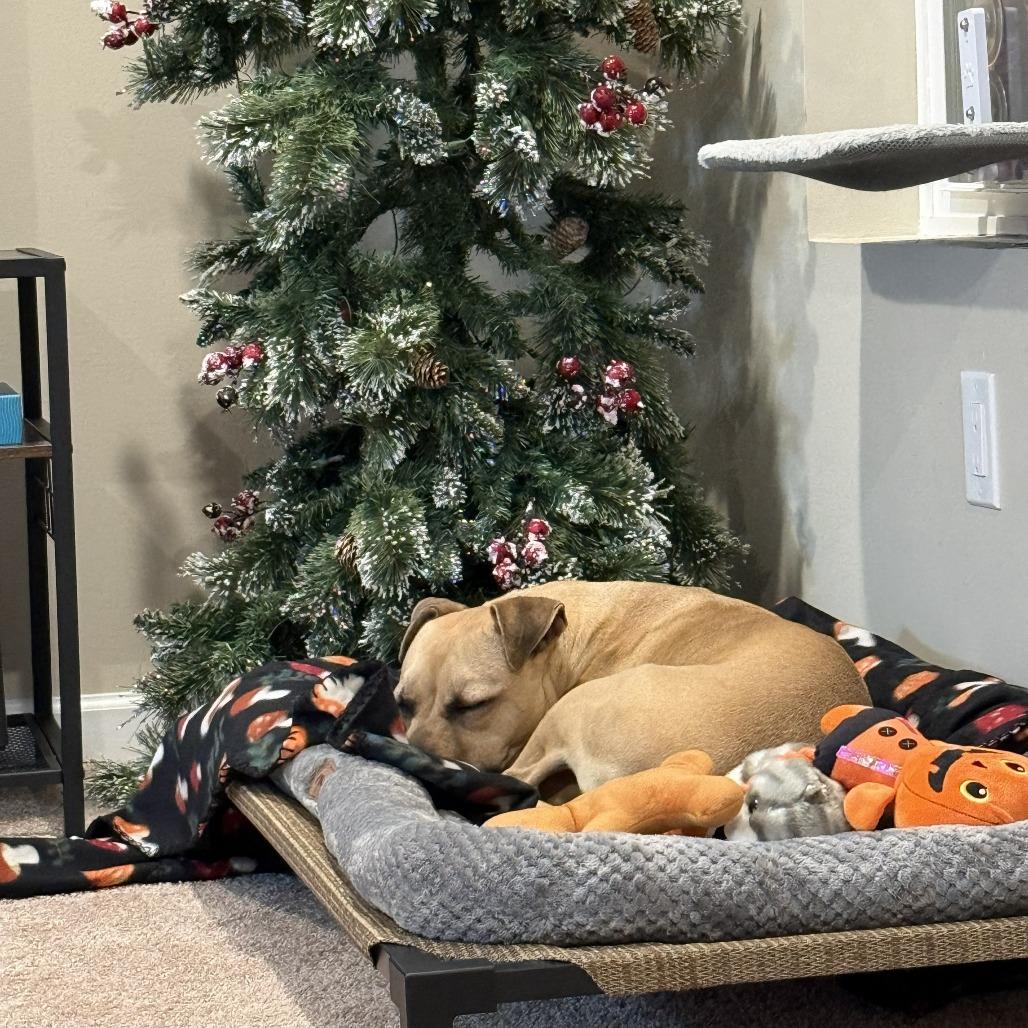 Winnie, Adoptable, Young Female Pit Bull Terrier.