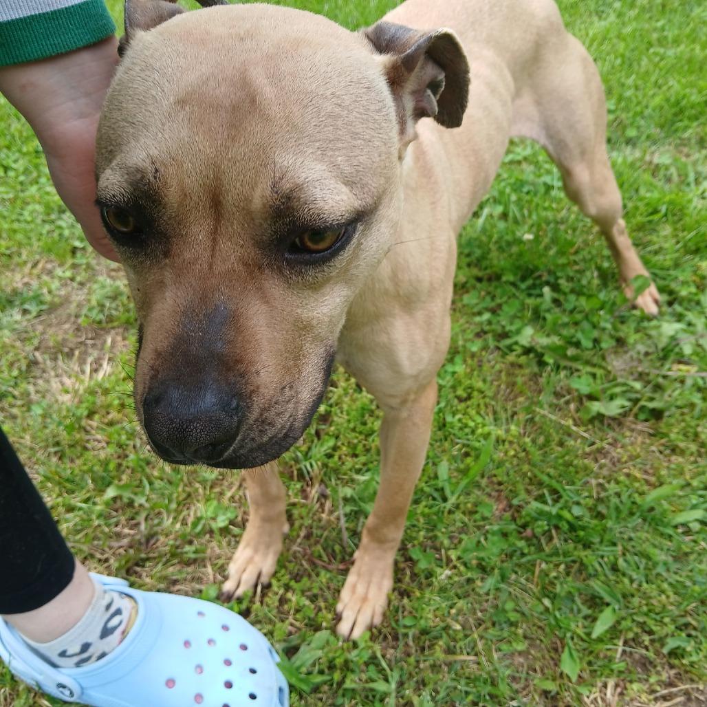Winnie, a Adoptable Pit Bull Terrier in Jefferson city, TN image 2/2