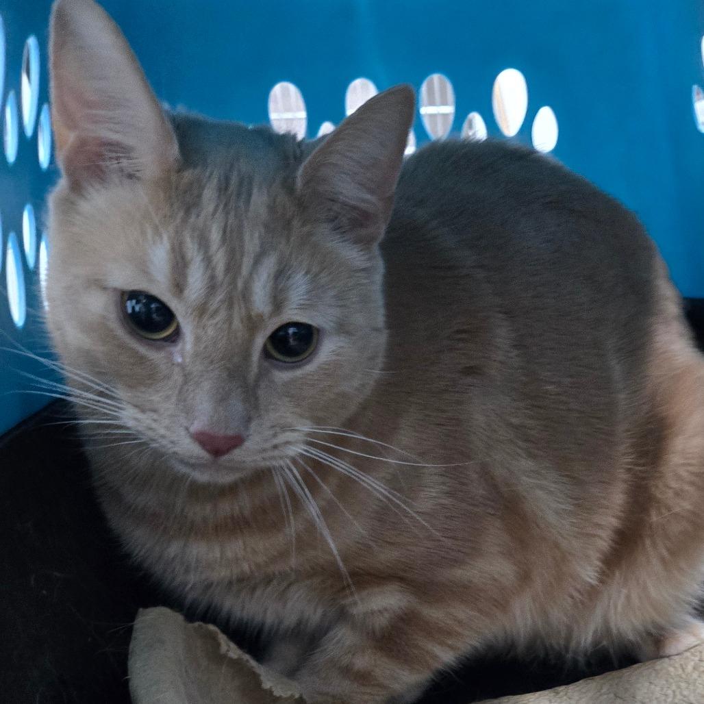 Pepperjack photo