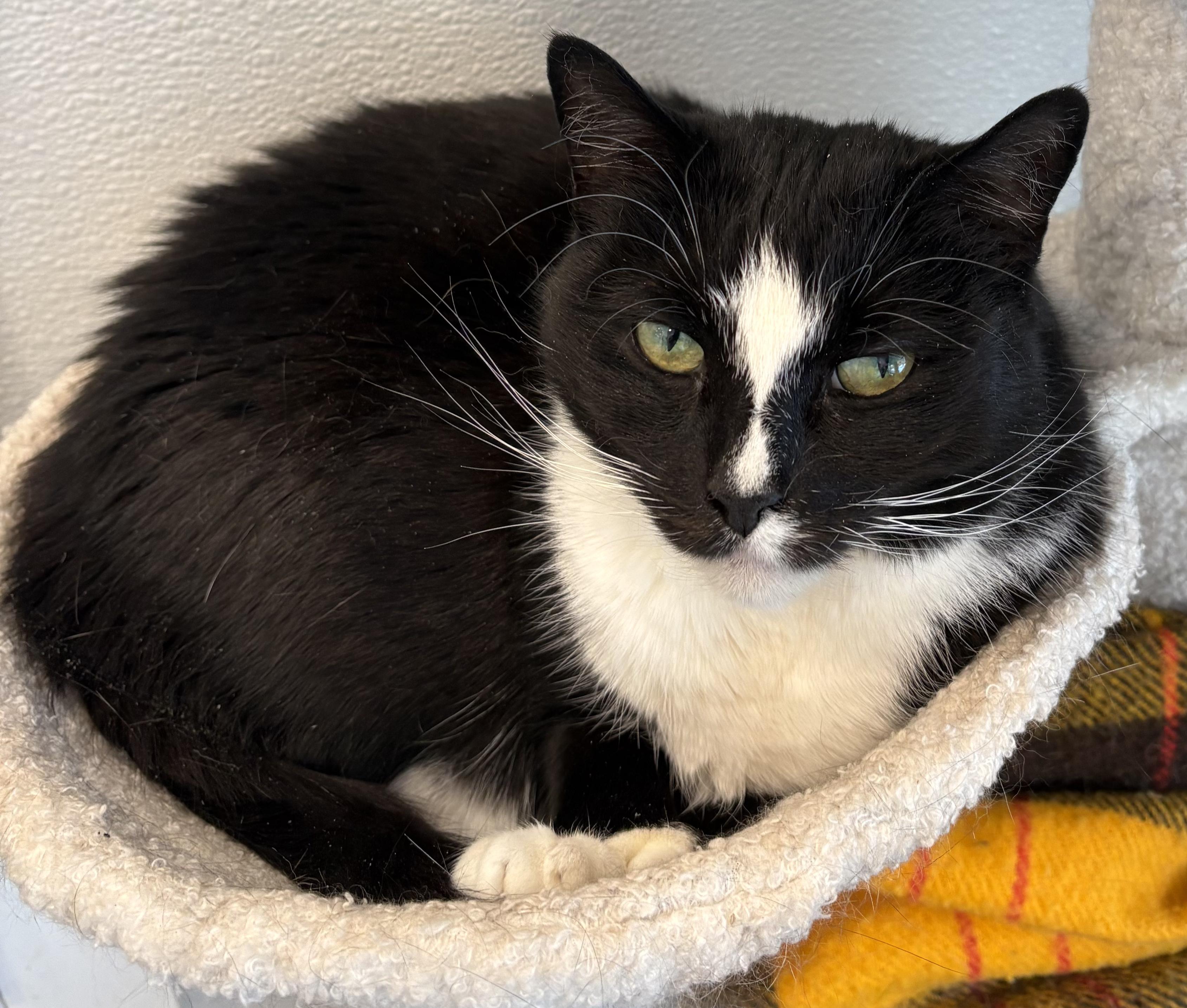 Enlarge Sasha bonded with Kookie, an adopted Tuxedo in Warwick, NY image 1/1