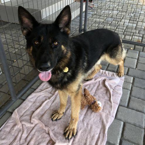 Sammy S, Adopted, Young Male German Shepherd Dog.