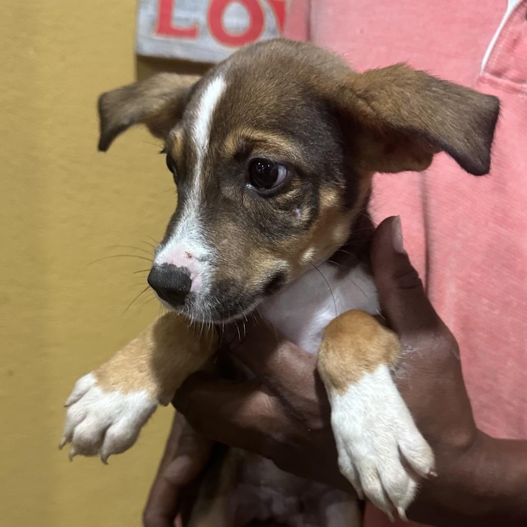 Polk - Local November 6-8, Adoptable, Puppy Male Rat Terrier & Chihuahua.