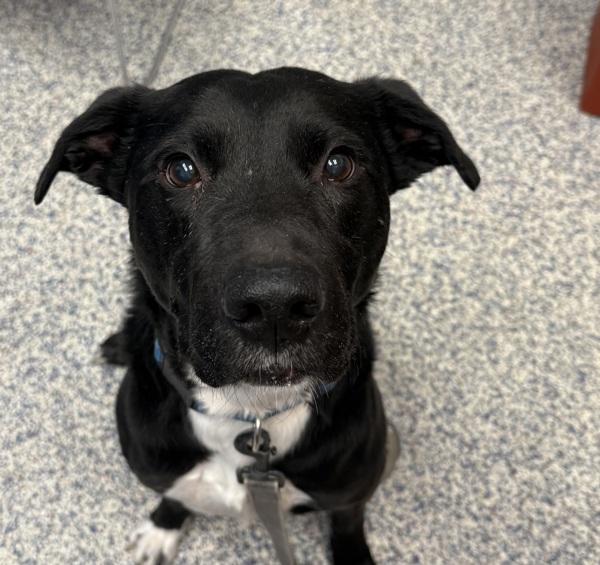 Enlarge Dante, a Adoptable mixed breed in Golden, CO image 1/2