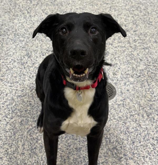 Enlarge Dante, a Adoptable mixed breed in Golden, CO image 2/2