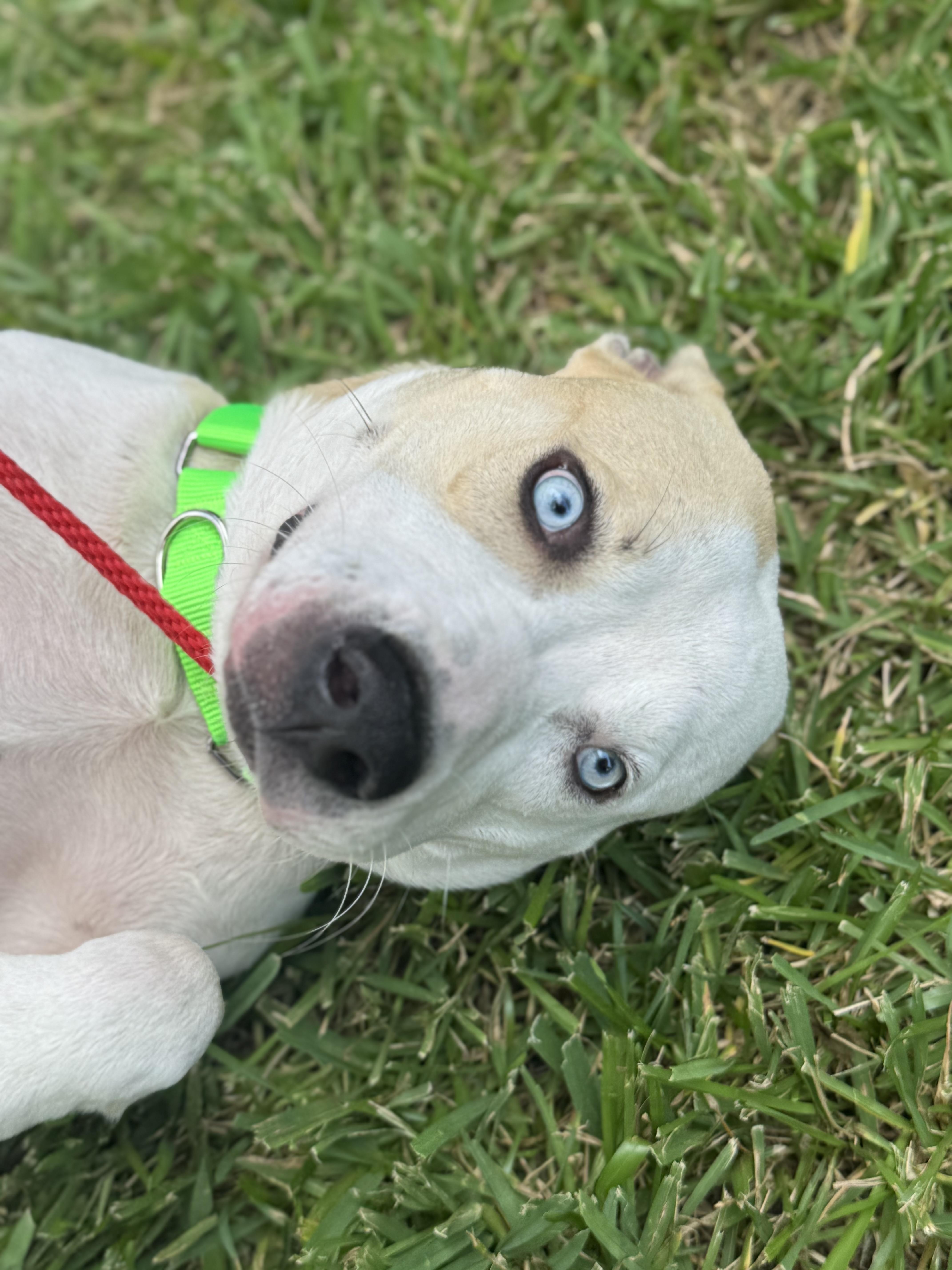 Enlarge Home Run, an adopted mixed breed in Marlborough, MA image 5/5