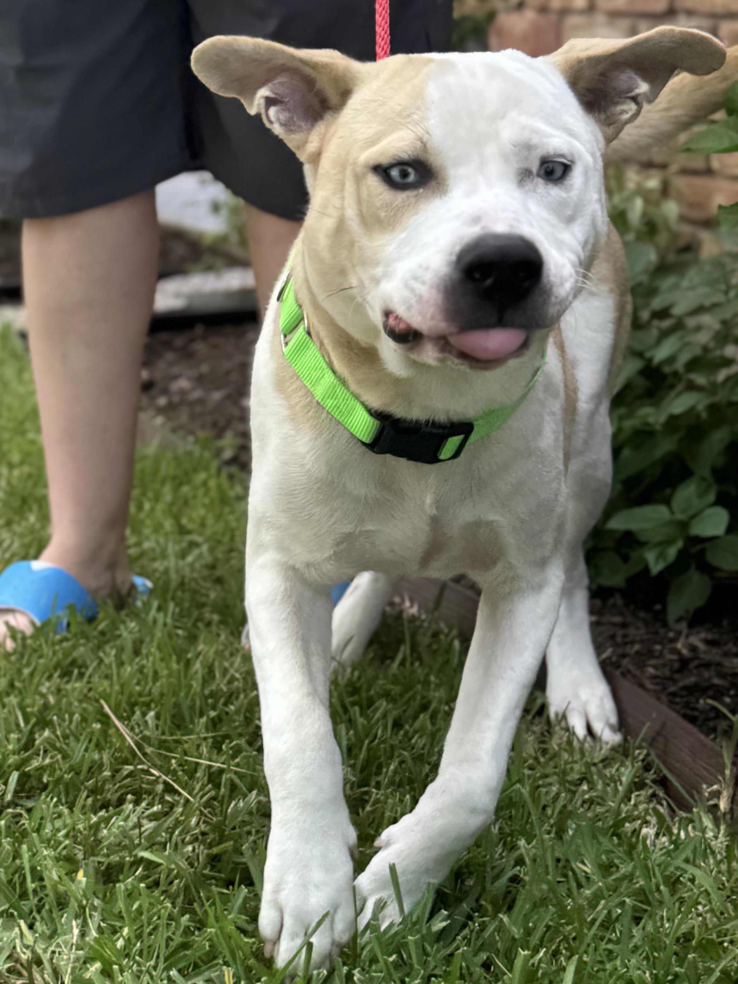 Enlarge Home Run, an adopted mixed breed in Marlborough, MA image 2/5